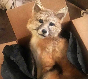 Roykfly-Smokey kit fox Softmount taxidermy