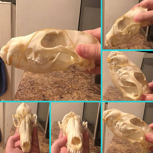 Red fox skull reference poses