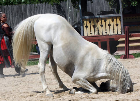 Andalusian Bow