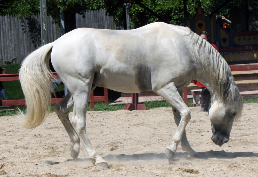 Andalusian