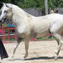 Andalusian 5