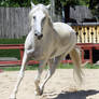 Andalusian Trot 2