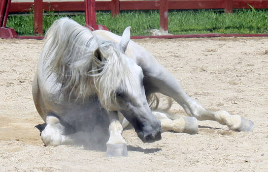 Andalusian Laying