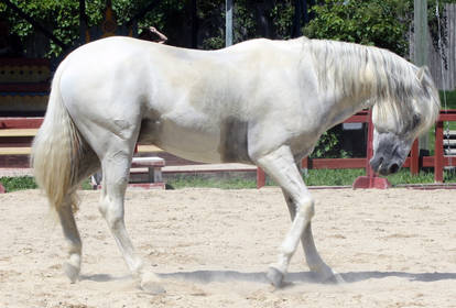 Andalusian 12