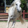 Andalusian 14