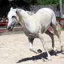 Andalusian 16