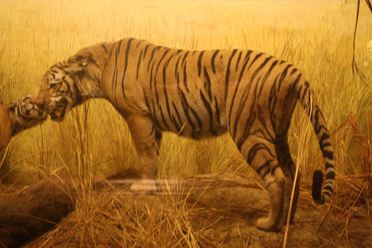 Tiger Stock 2