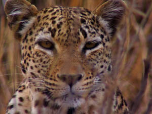 beautiful female leopard