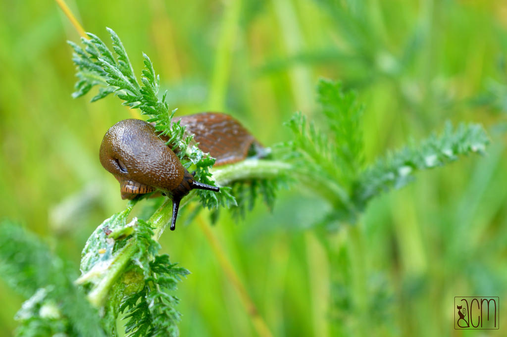 Brown Slug par Allison Christine Martines