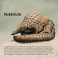 Pangolin