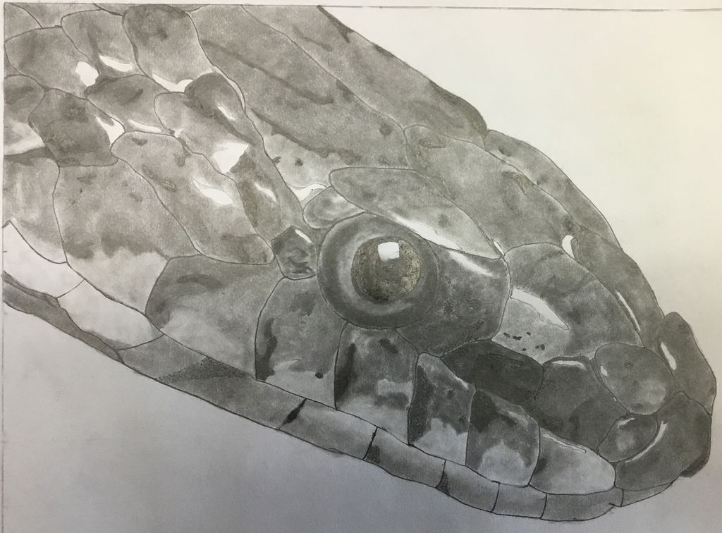 Snake by F4th0m0r9 on DeviantArt