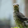 Baby Mocking bird in bush 4