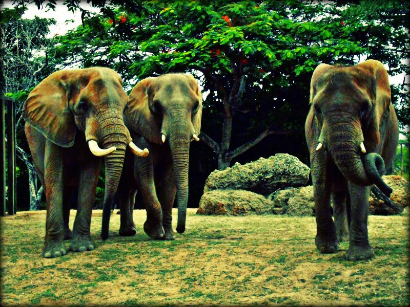 Elephant's