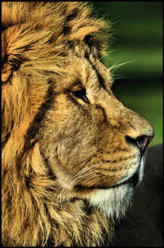 Lion Portrait