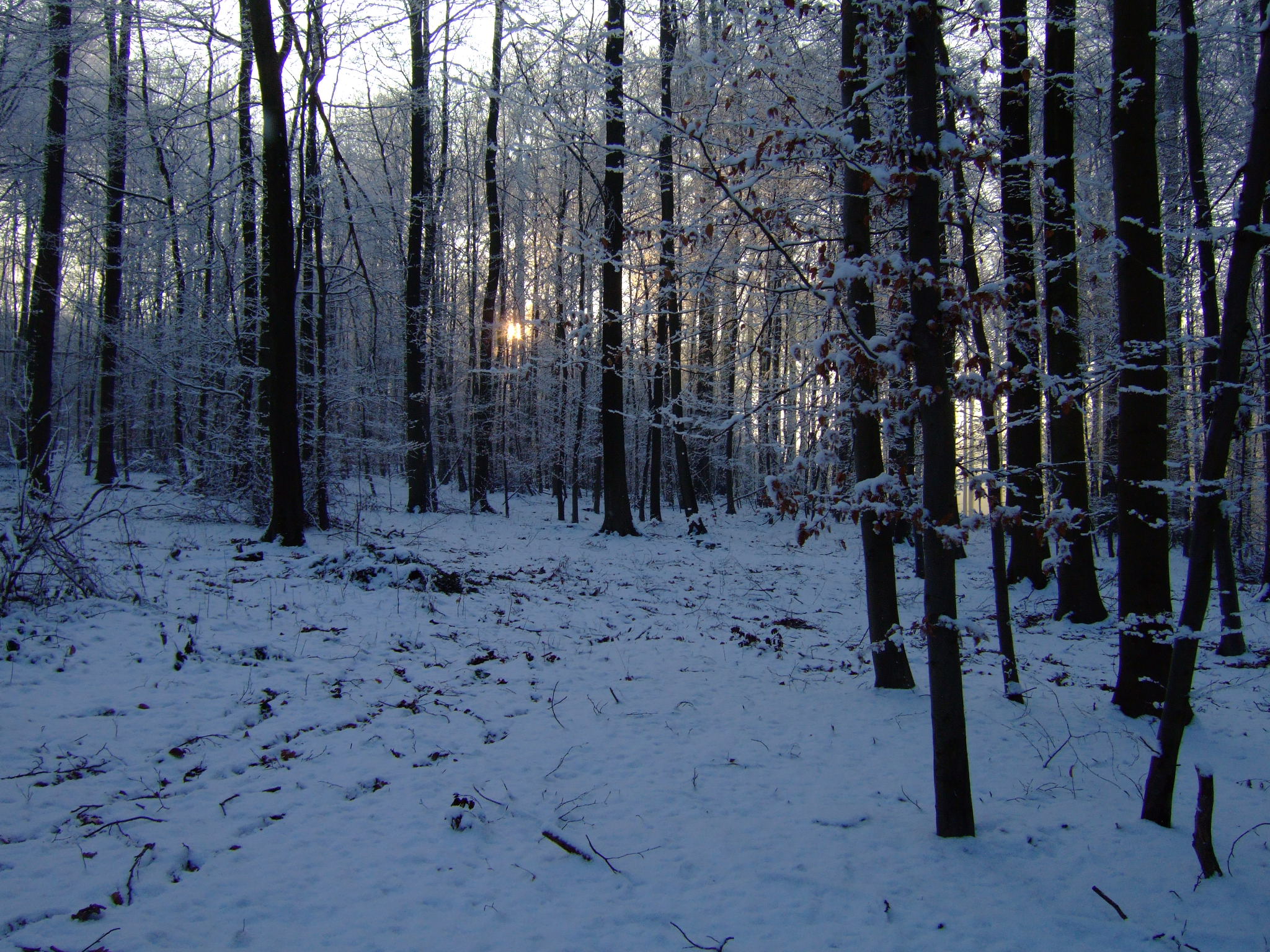 Snow Landscape - STOCK 2