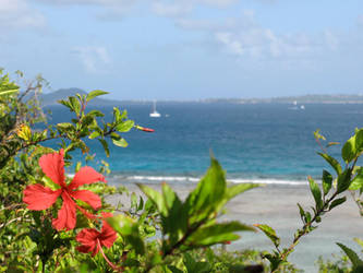 Flower vs Ocean