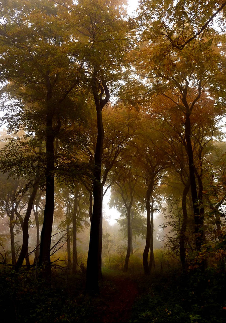 foggy by killerkrabbe