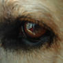 Dog Eye Stock 1.