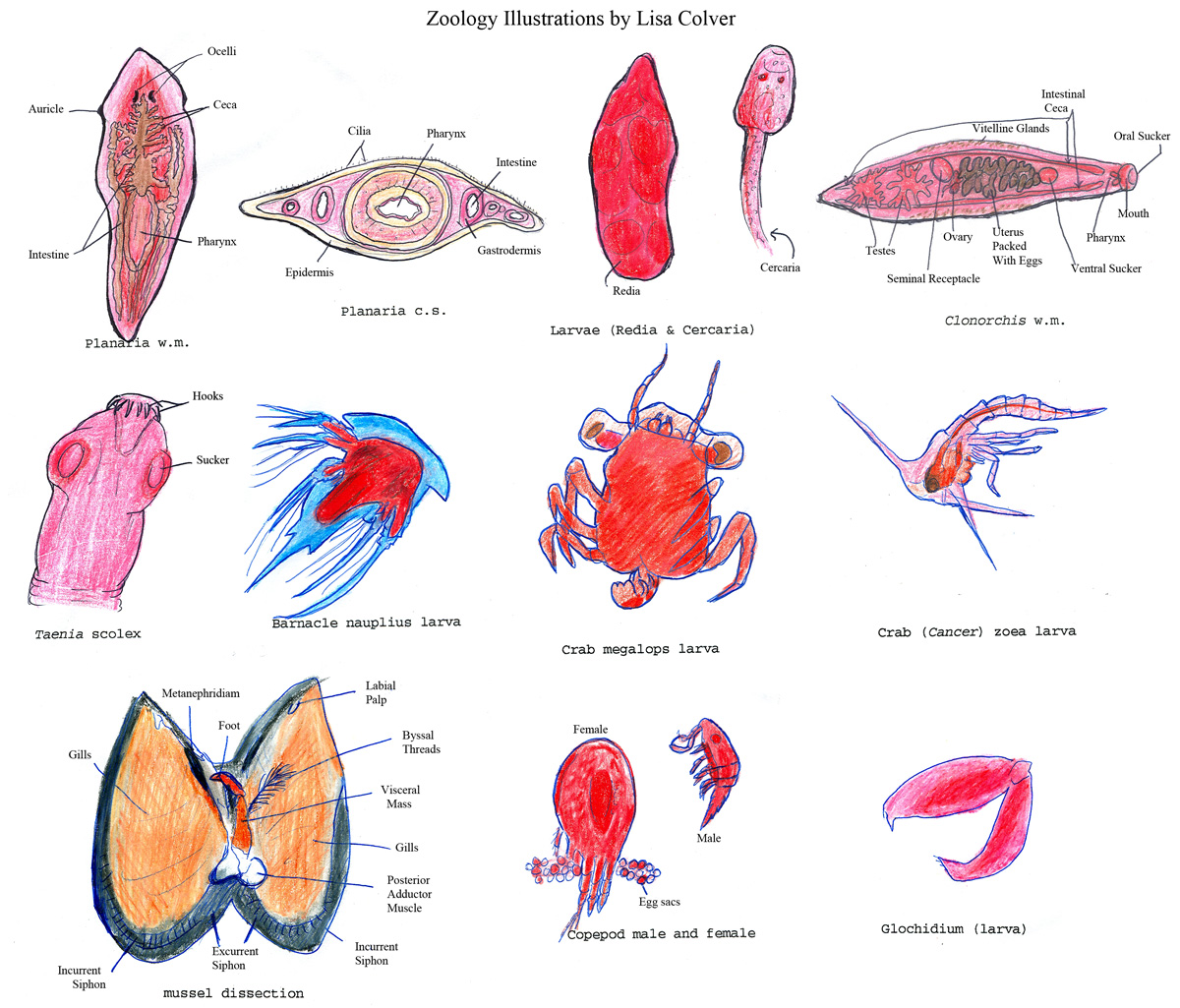 Zoology Illustrations