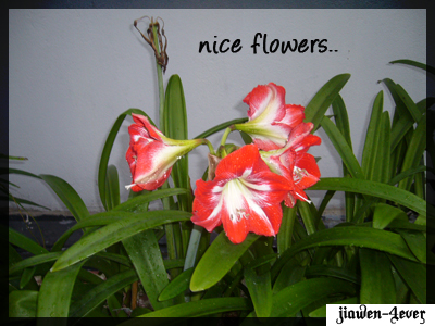 Lovely Red Flowers