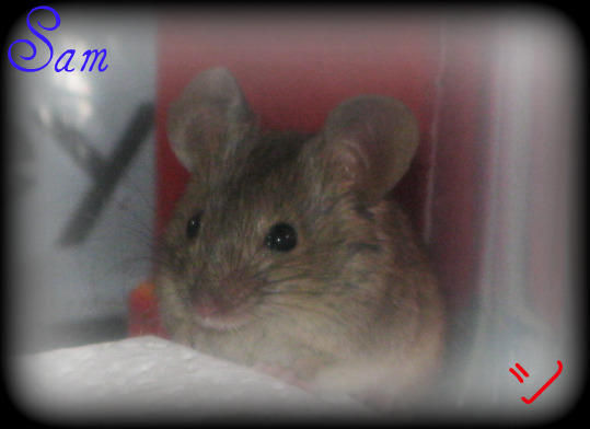 Imx Sam Mouse Sam The mouse by Phoenix132639 on DeviantArt