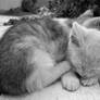 Sleeping kittens 2