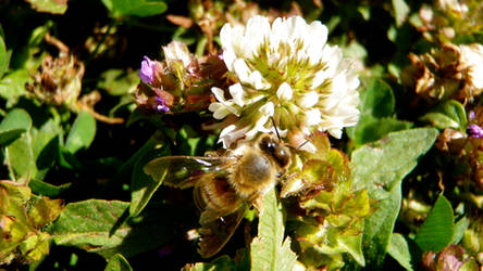 Clover Honeybee II