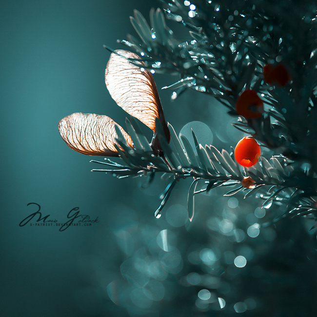 - Pixie's lost wings -