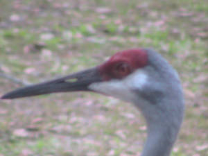 Sand-Hill Crane Head