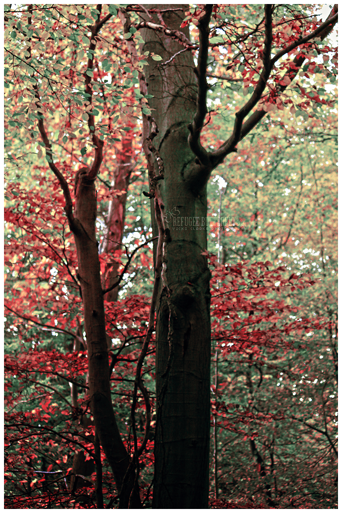 colours of autumn oo7