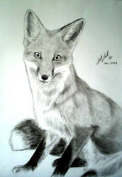 red fox sketch