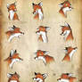 Foxes - again