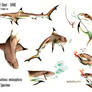 Blacktip Reef Shark - Sheet Siarc