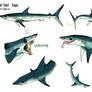 Shortfin Mako Shark - Sheet Kappa