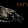 Corvus