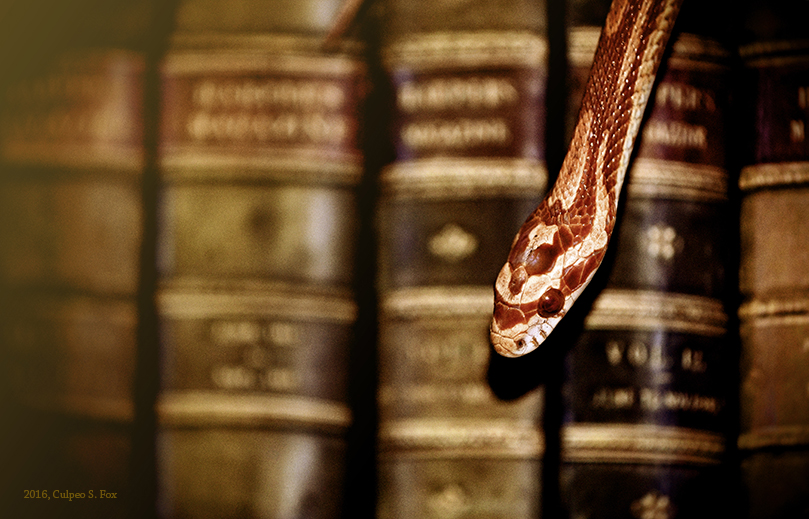 Book Snake