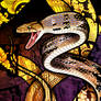 Radiated Rat Snake