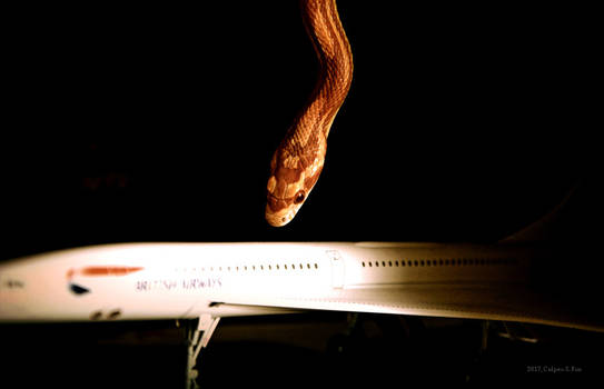 Snake On A Plane