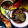 Common Wolf Snake