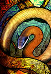Cave-Dwelling Rat Snake