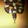 The King Snake