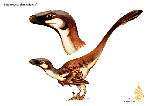 Passerraptor domesticus (male)
