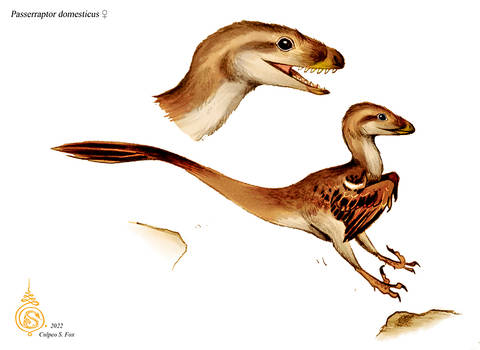 Passerraptor domesticus (female)