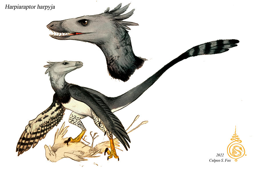 Hupia Rapter Harpiaraptor harpyja by Culpeo-Fox on DeviantArt