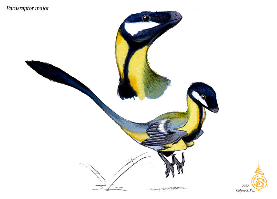 Parusraptor major by Culpeo-Fox on DeviantArt