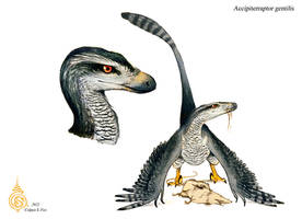 Accipiterraptor gentilis