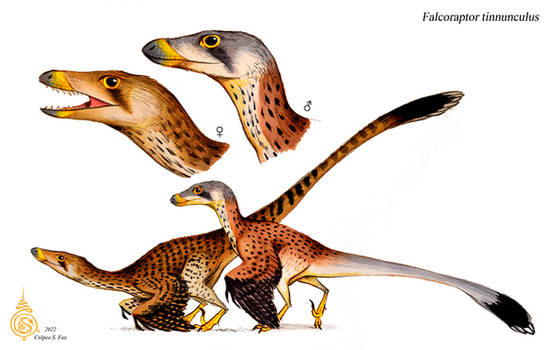 Falcoraptor tinnunculus