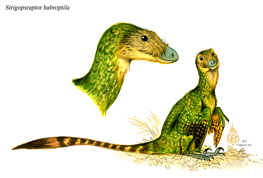 Strigopsraptor habroptila