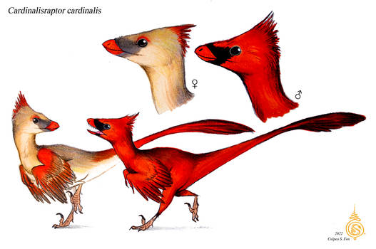 Cardinalisraptor cardinalis