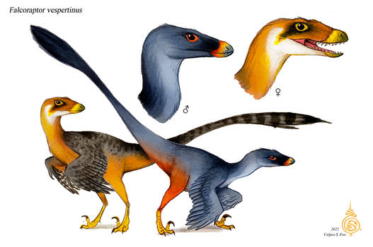 Falcoraptor vespertinus